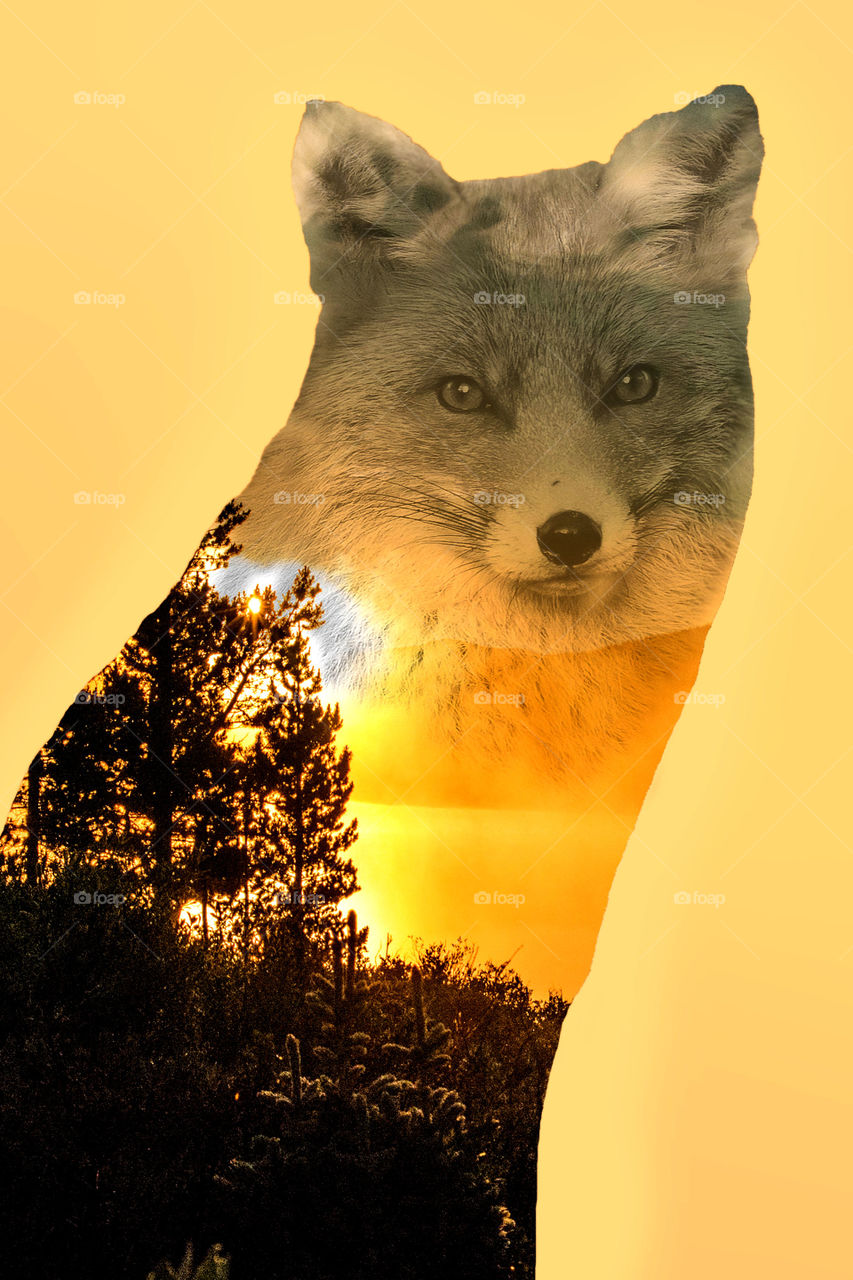 Double exposure fox 