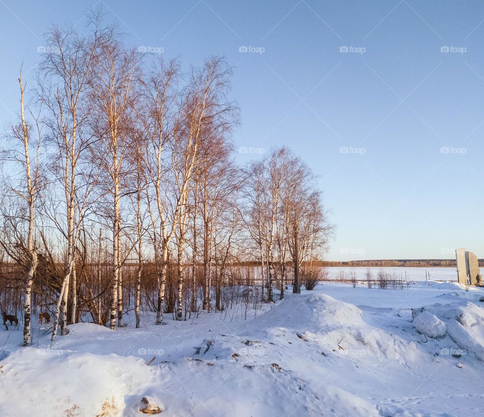 Winter landscape