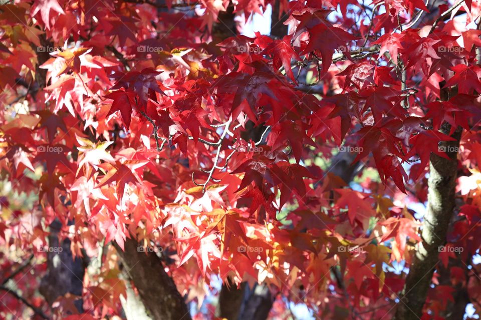 Autumnal colors 