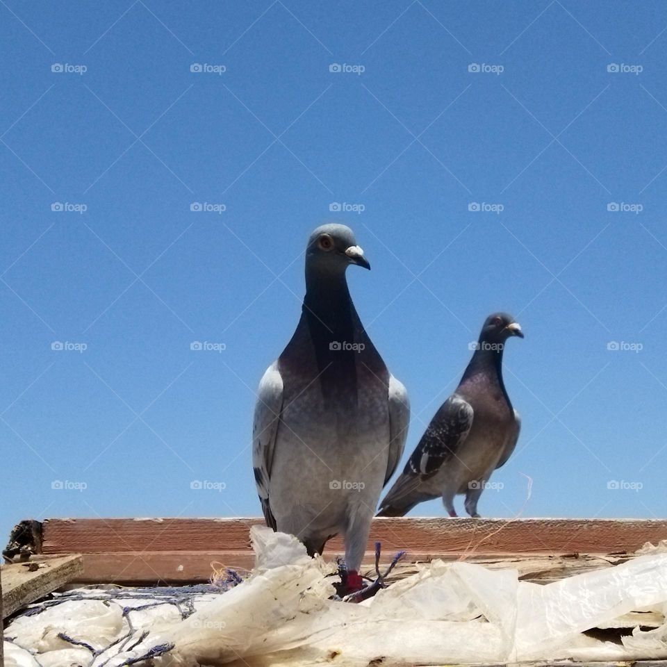 two pigeons looking at camera.