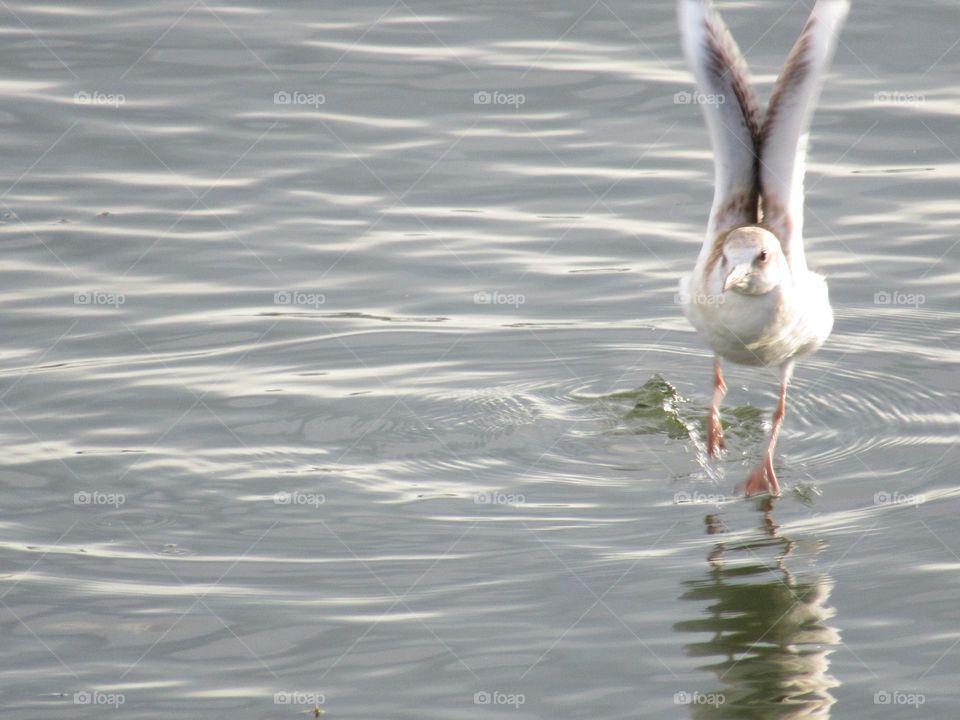 seagulls take off