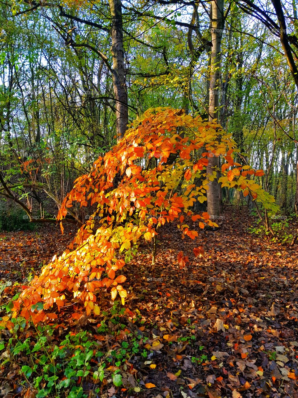 the colours are amazing