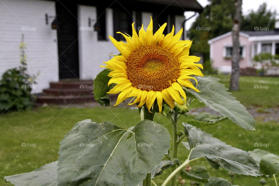 portrait of a plant