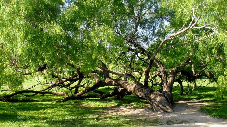 Beautiful mature mesquite tree