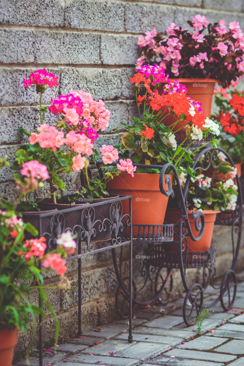 Flowering plants