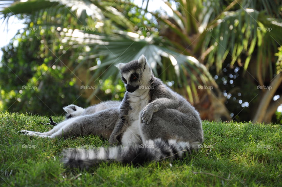 Lemurs 