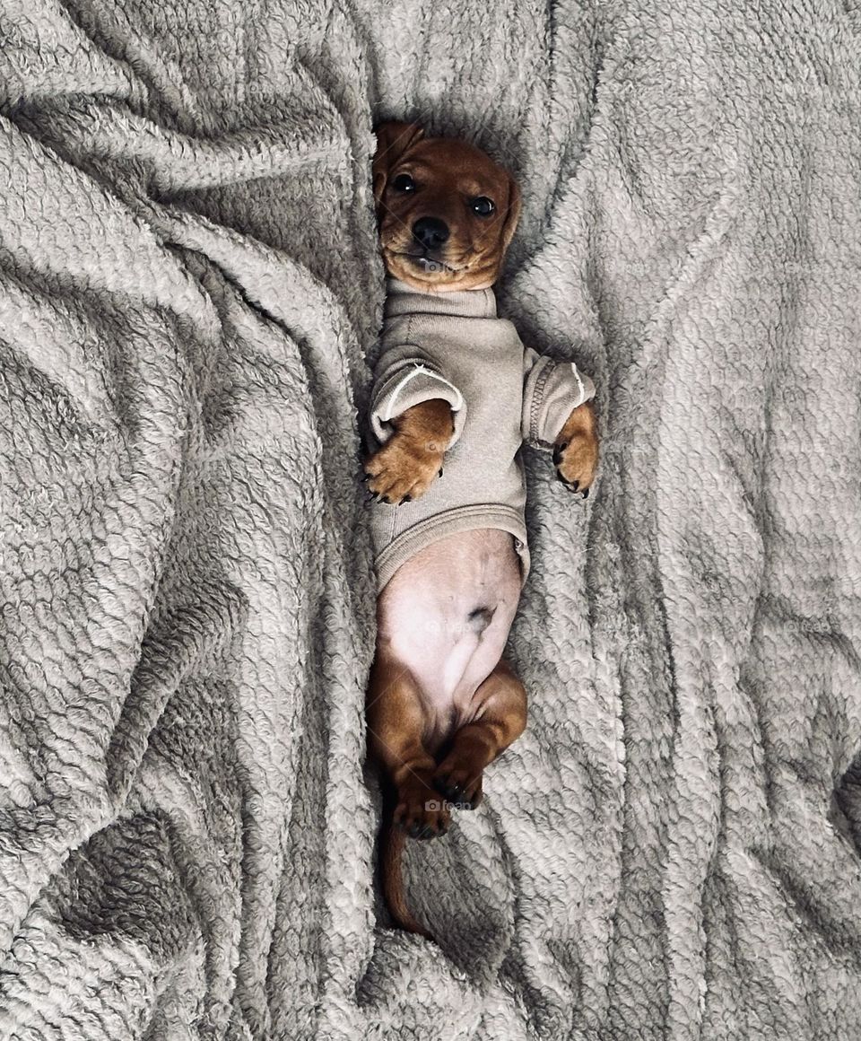 Такса Форик 