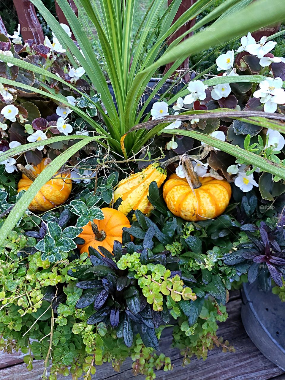 miniature pumpkin and gourd in outdoor plant.
