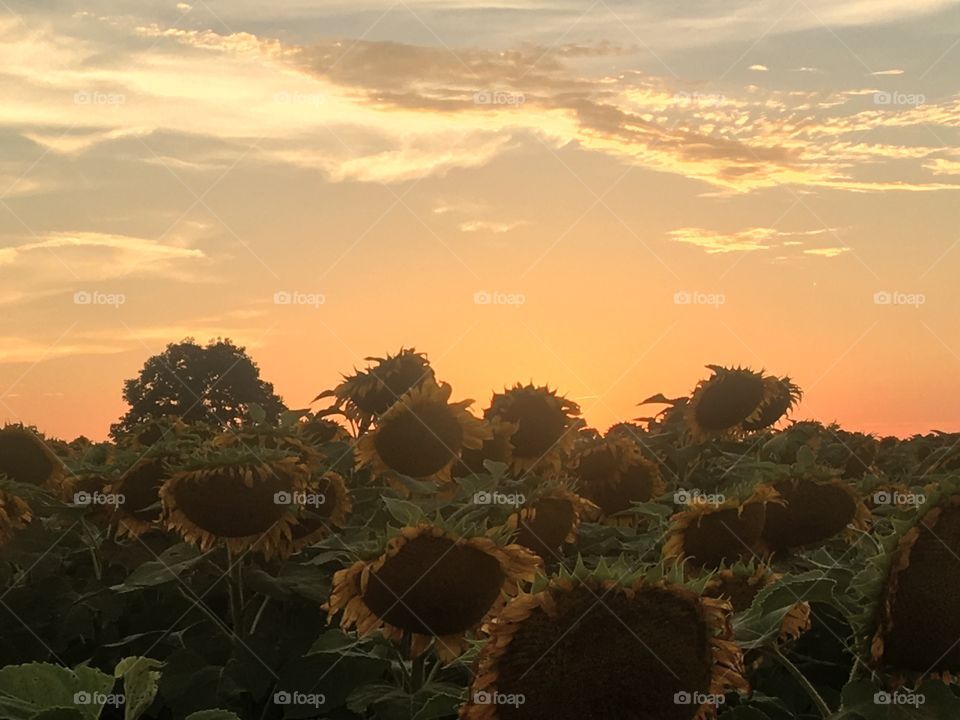 Sunset over the sunflower fields along the Neuse River Trail at Brownfield Road Raleigh, North Carolina 