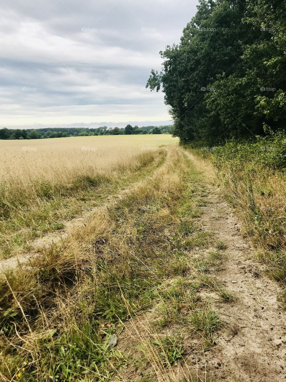 Empty road near by the forest