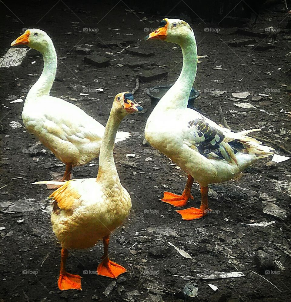 three wild geese