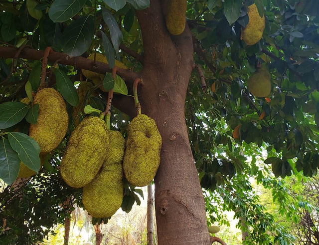 jackfruit 