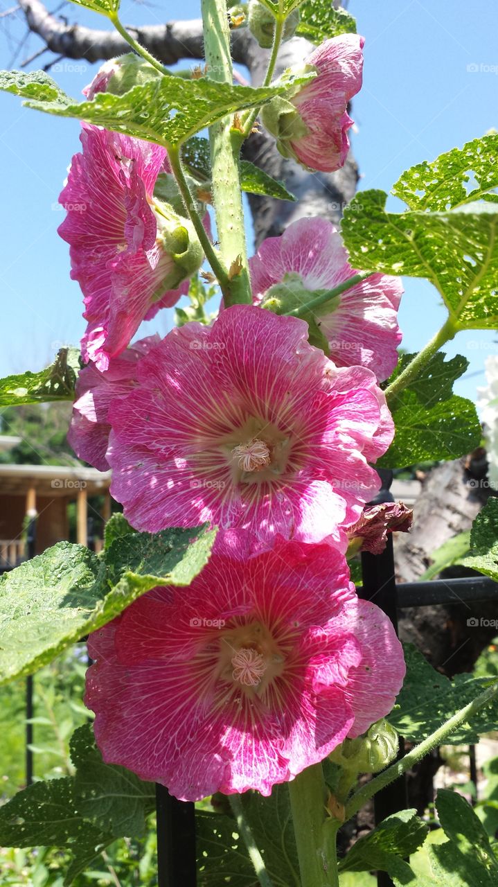 hollyhocks in the sun. pretty pink flowers in the garden