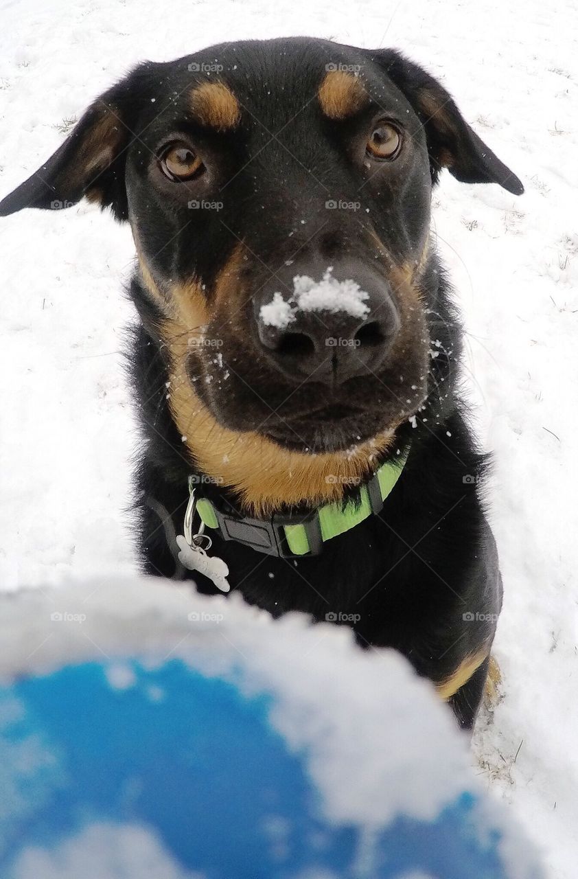 Playing ball in the snow 