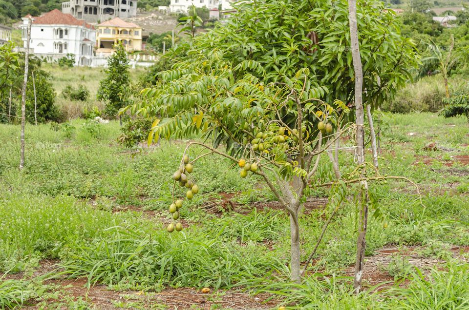 Star Fruit Tree