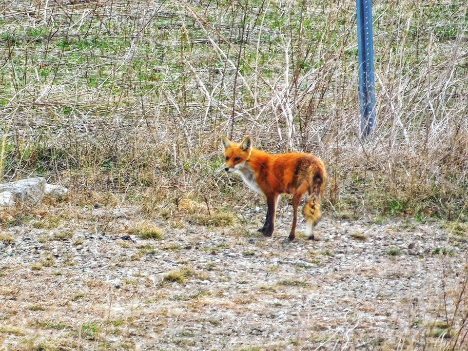 Fox sighting at the beach..