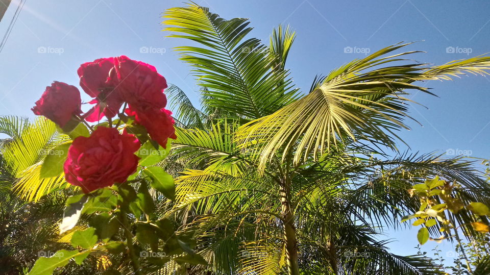 PALMITO ROSAS VERMELHAS