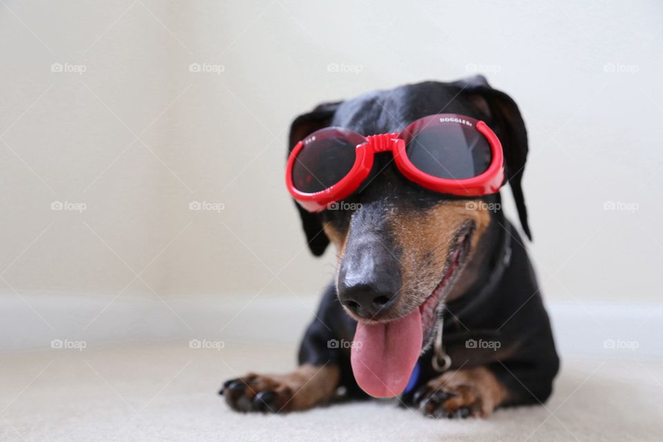 Close-up of dog wearing sunglasses