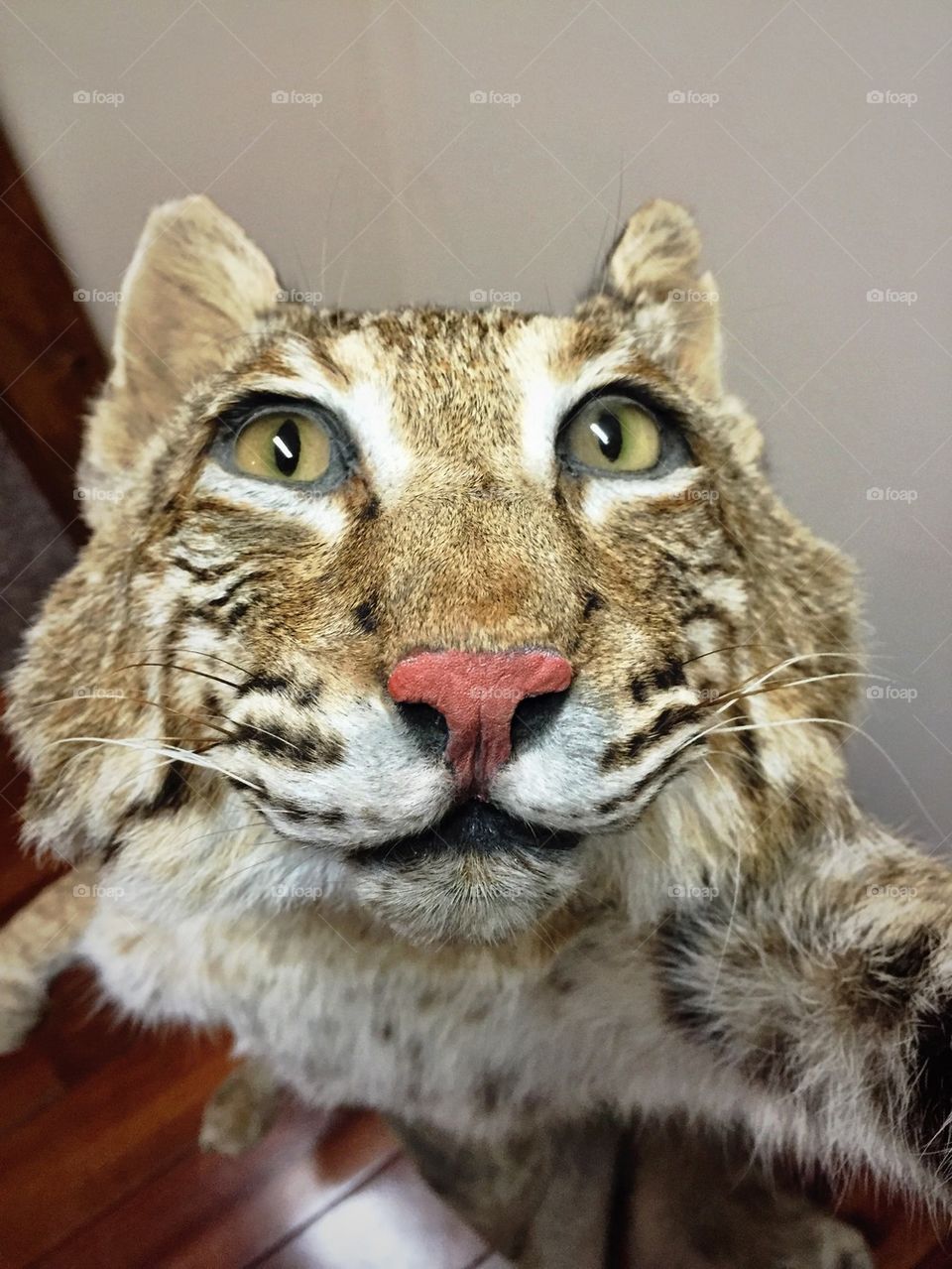 Bobcat