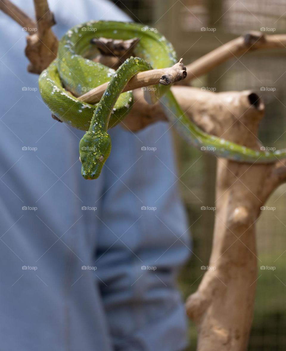 green snake hanging on dry wood