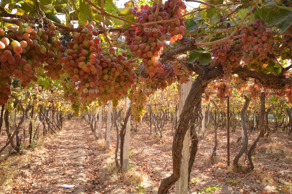 even rows of grape plantation with bunches of ripe ripe grapes