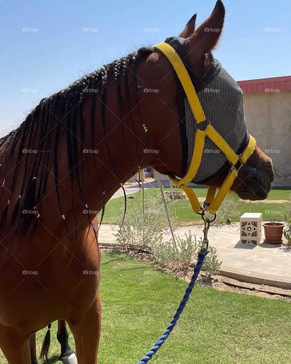 The beauty of horses and the love of imagination