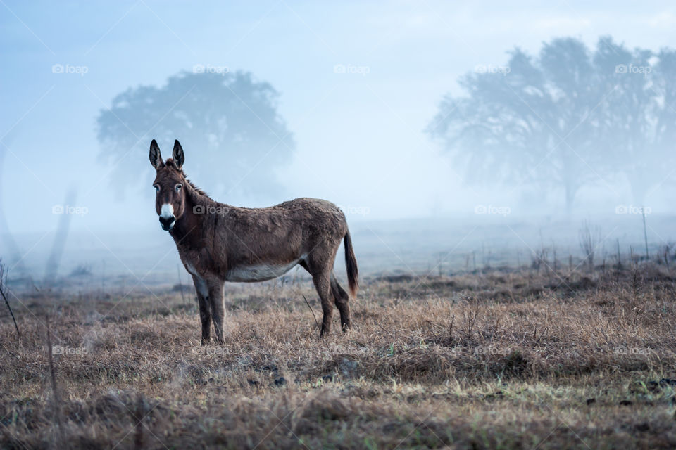 Donkey all Alone
