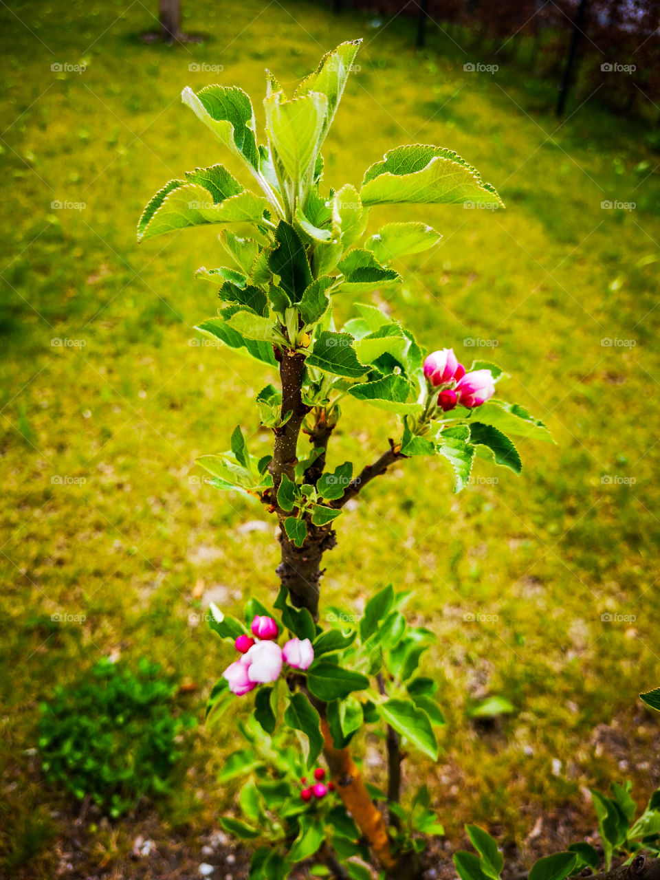 little apple tree