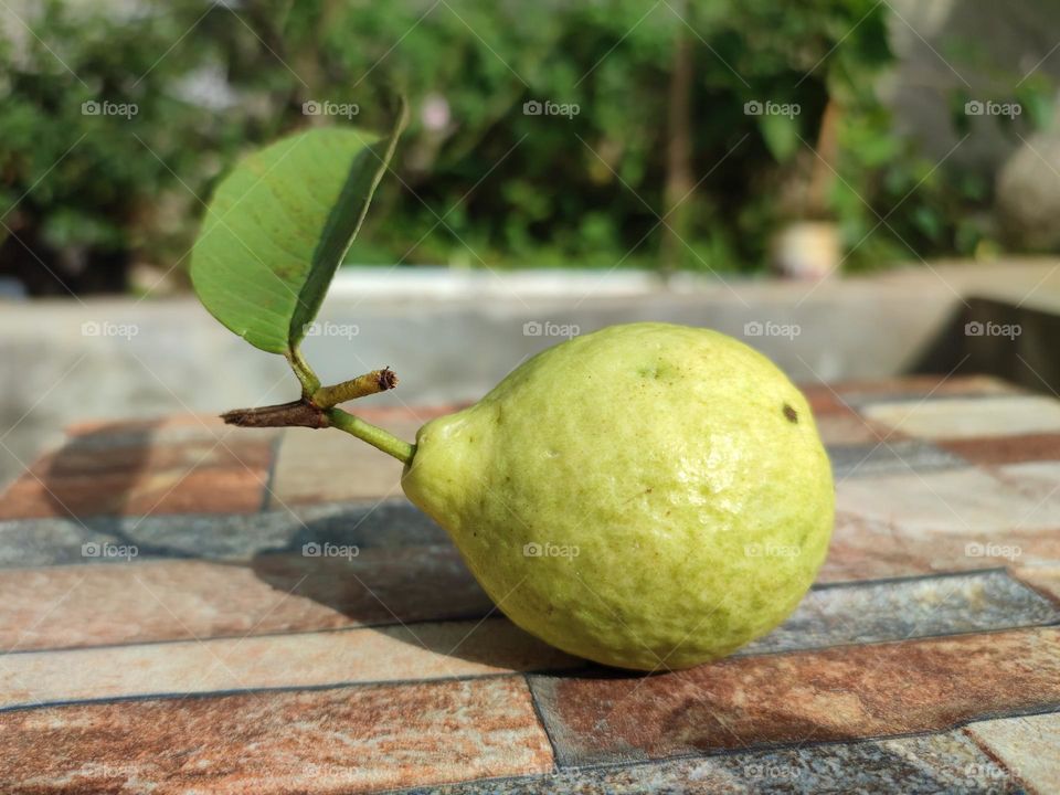 Guava
