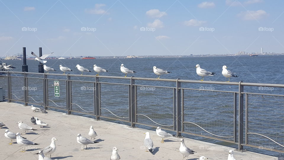 Seagulls