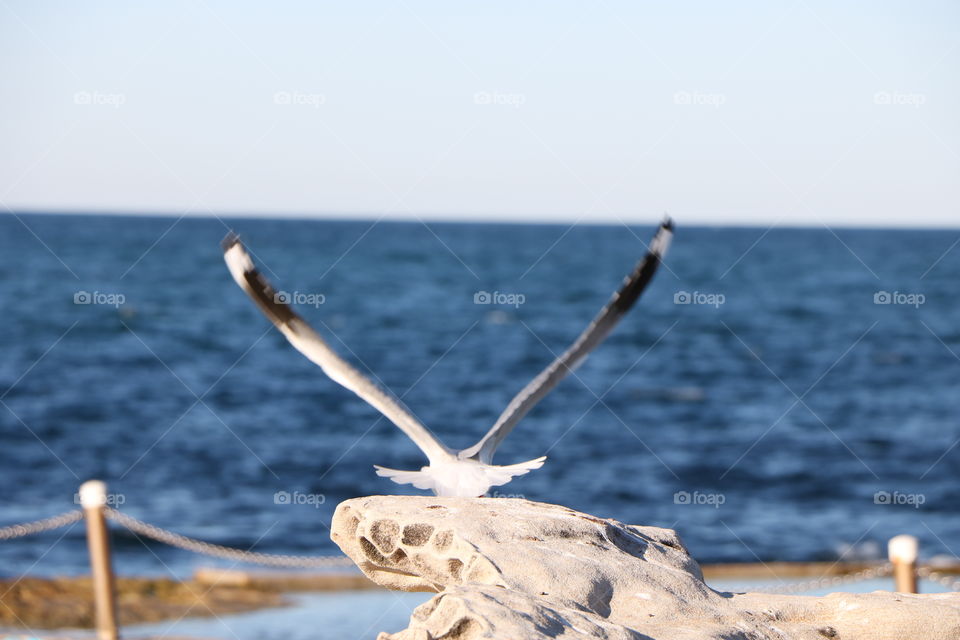 Seagull is so much fun when they were closes to human.
