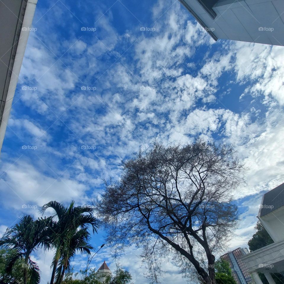 tree without leaves, seen from below with a view of the blue sky