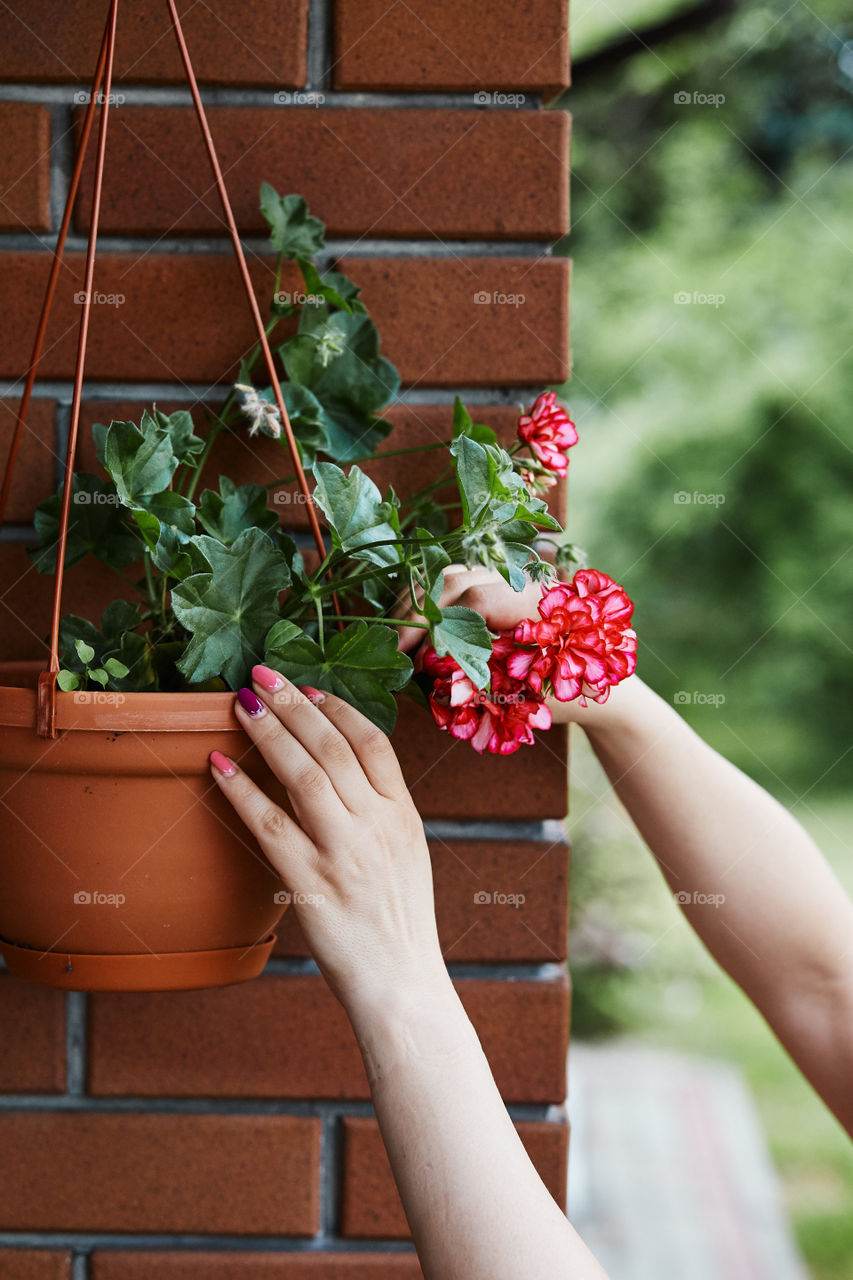 Woman arranging the flowers in a flower pot hanging on a patio. Candid people, real moments, authentic situations