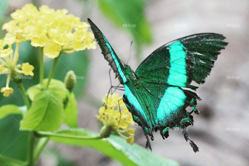 Nature, Butterfly, No Person, Insect, Leaf