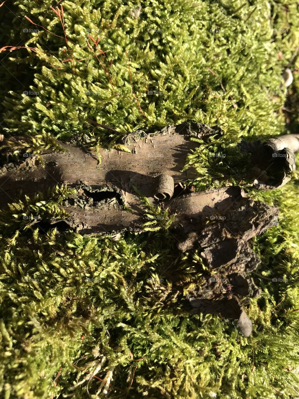 Swiss Forest Dägimoos 