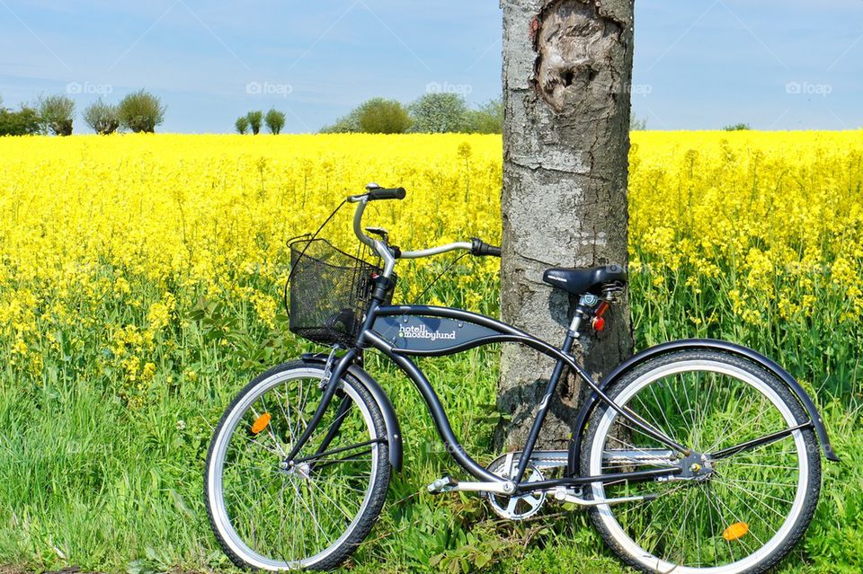 Bike by the tree 