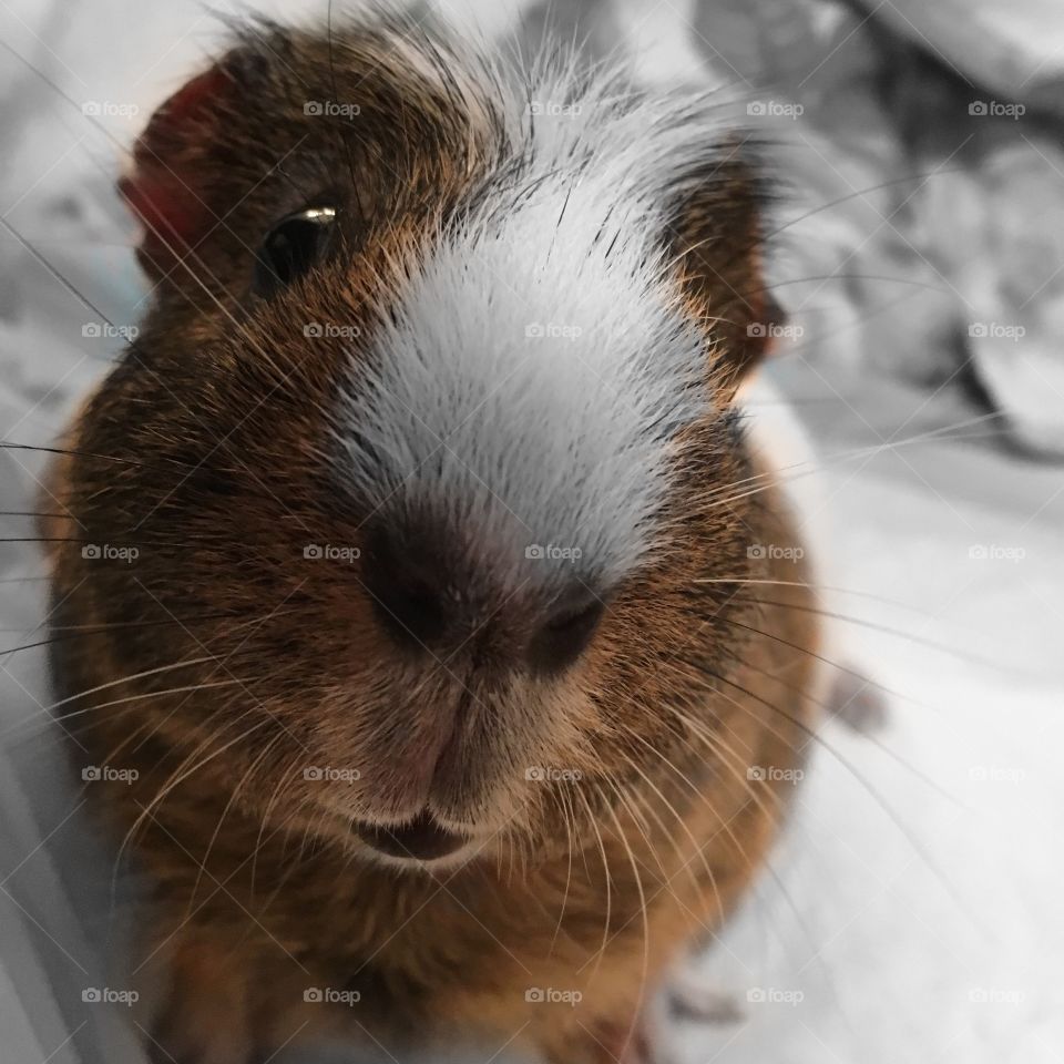 Pet guinea Pig