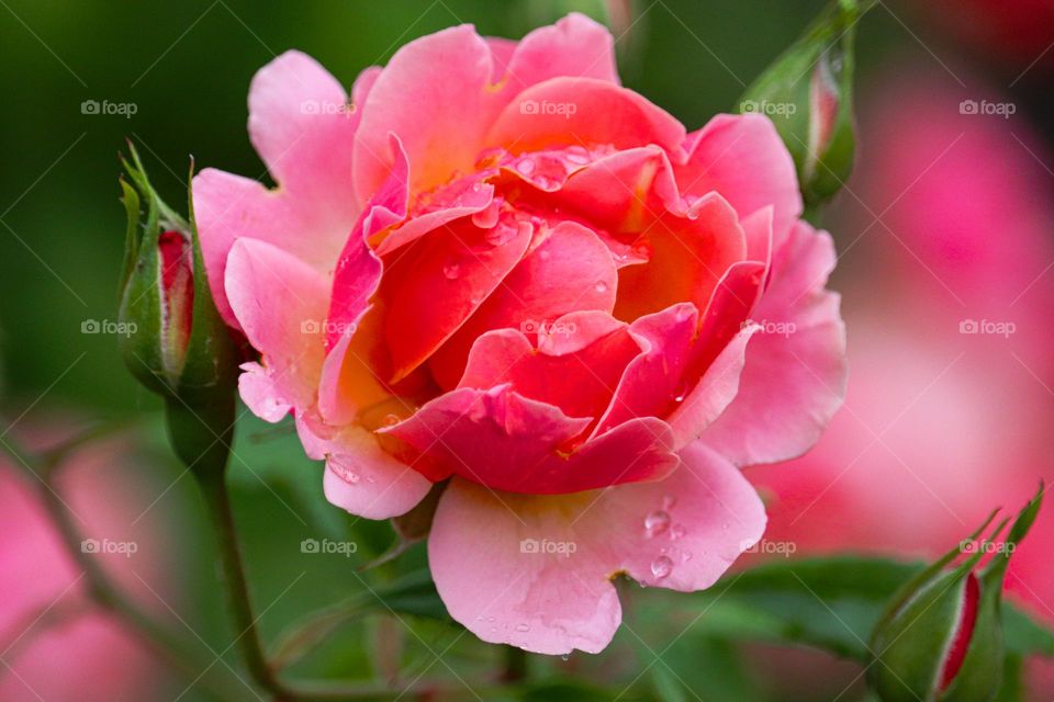 Pink rose at the rain