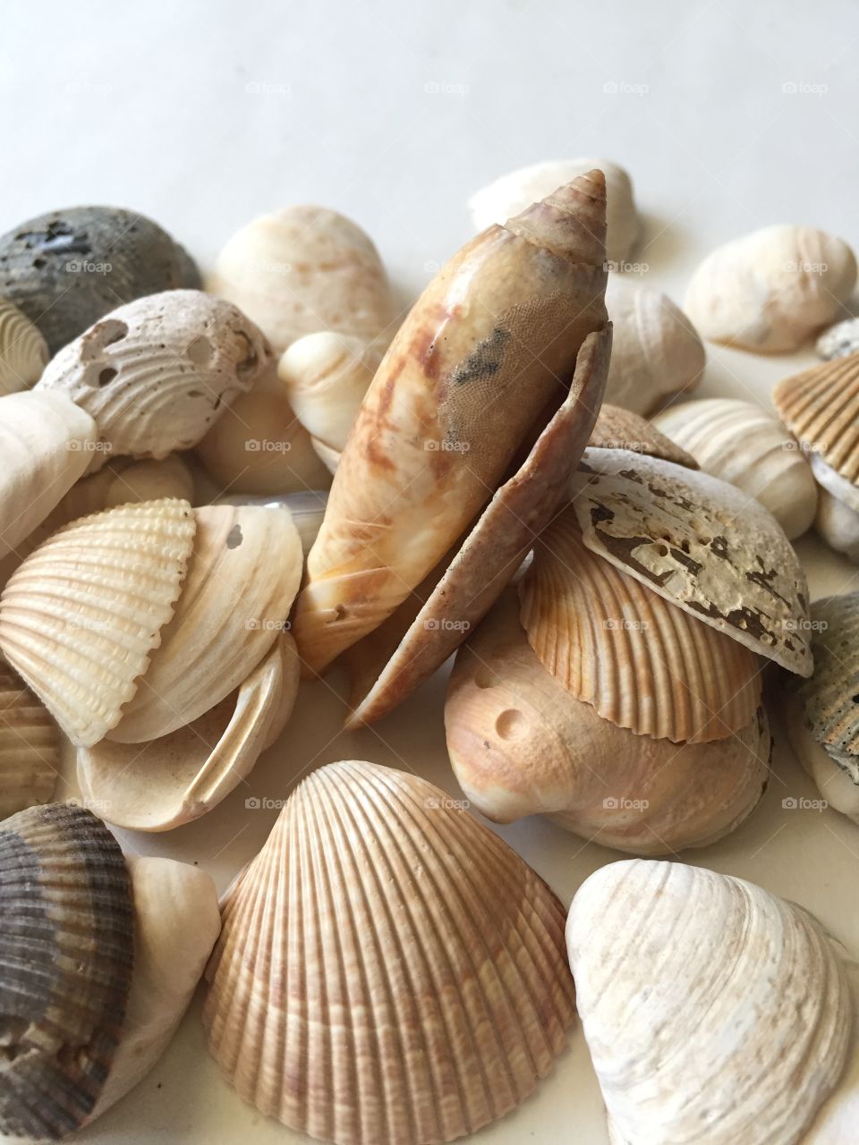 Studio shot of seashells