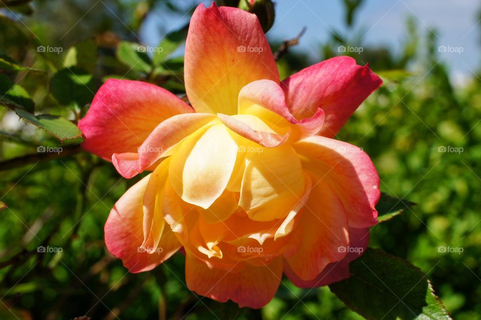 View of garden rose