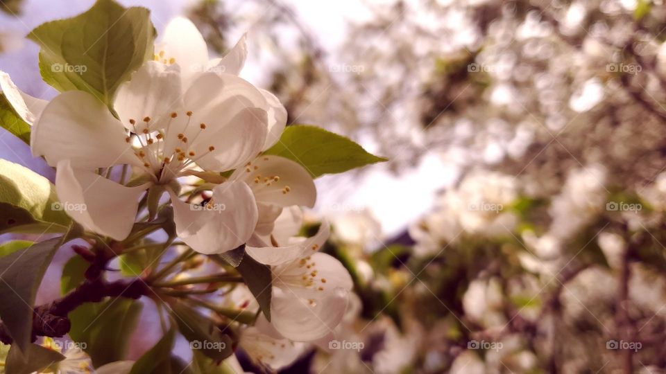 Light shining on cherry blossoms in summer. Shallow focus