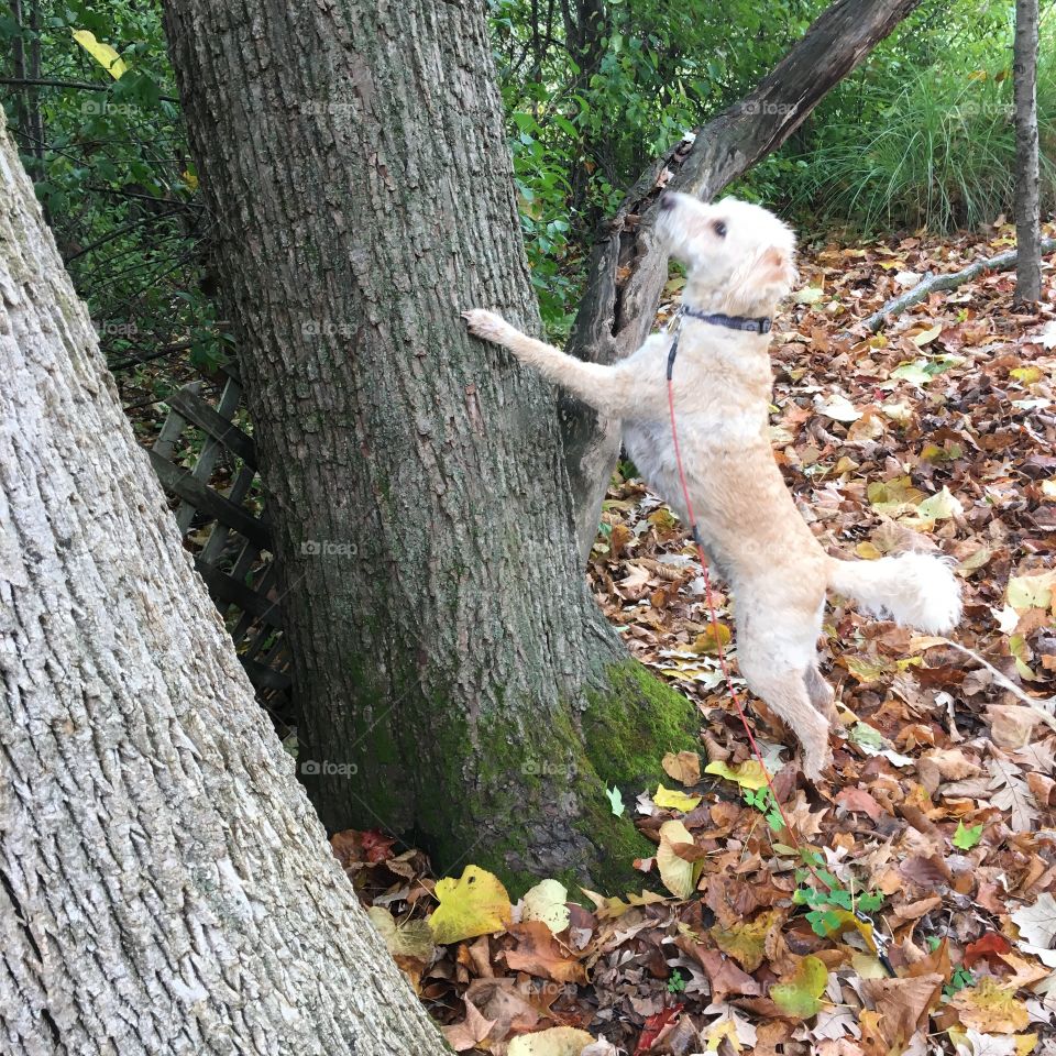 Dog looking up at a tree.

