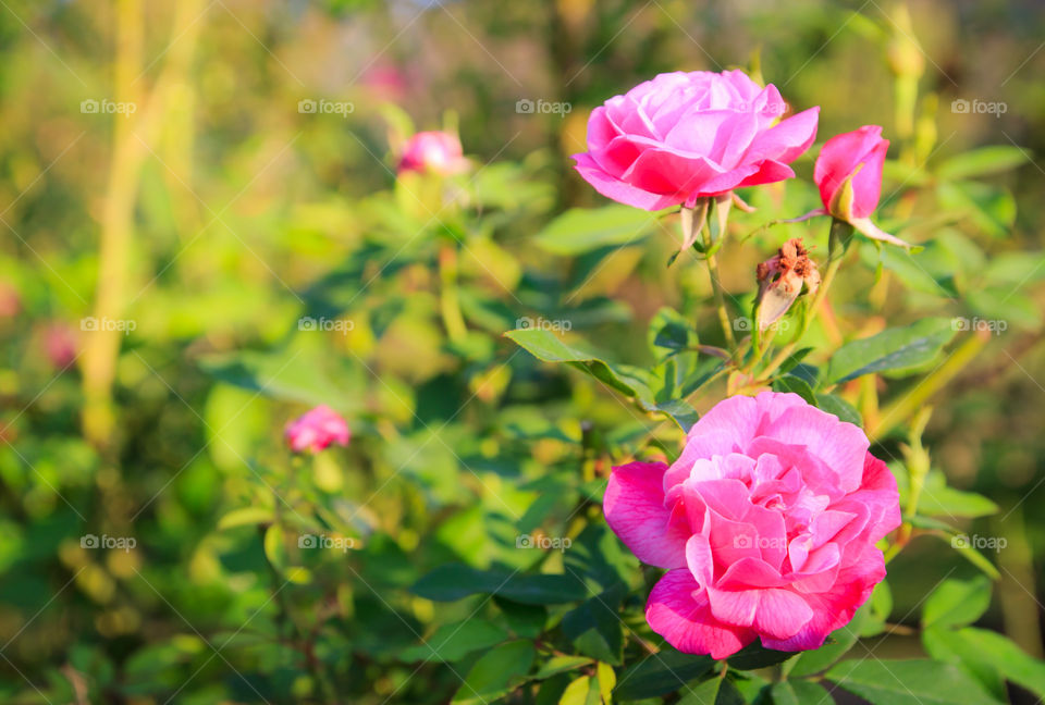 pink rose. pink rose in garden