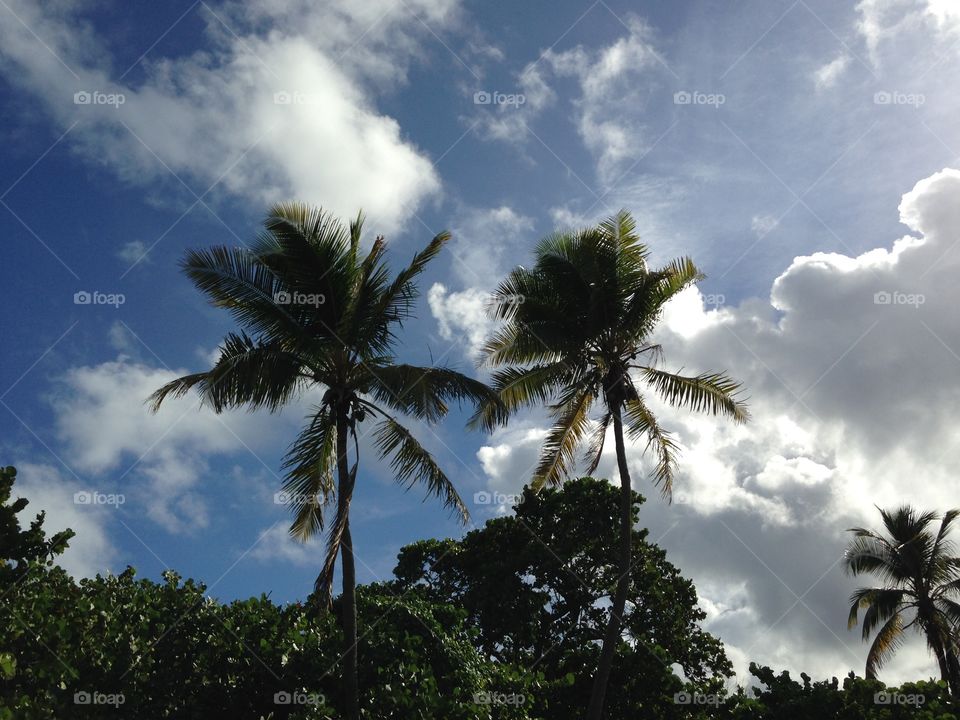 Palm tree sky