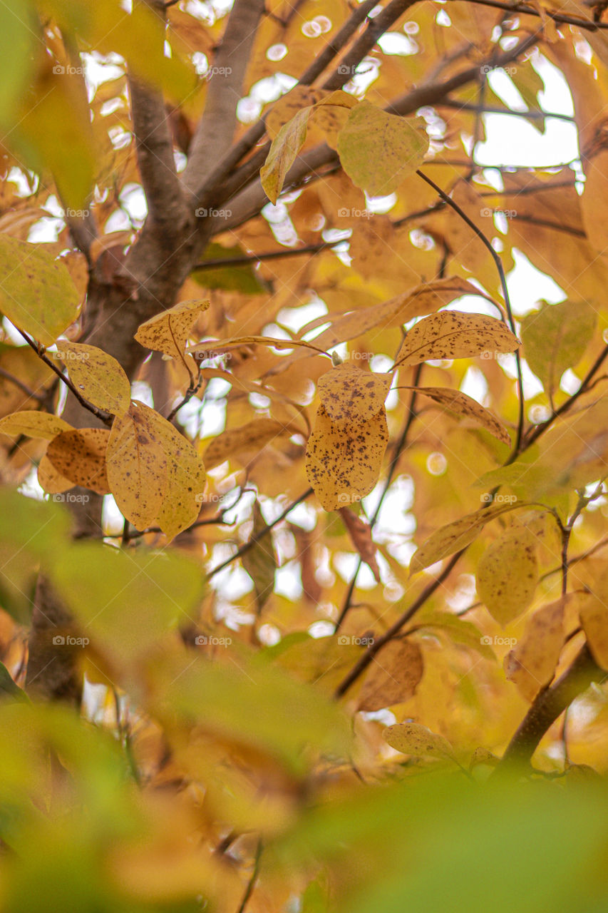 vibrant yellow leaves on a tree