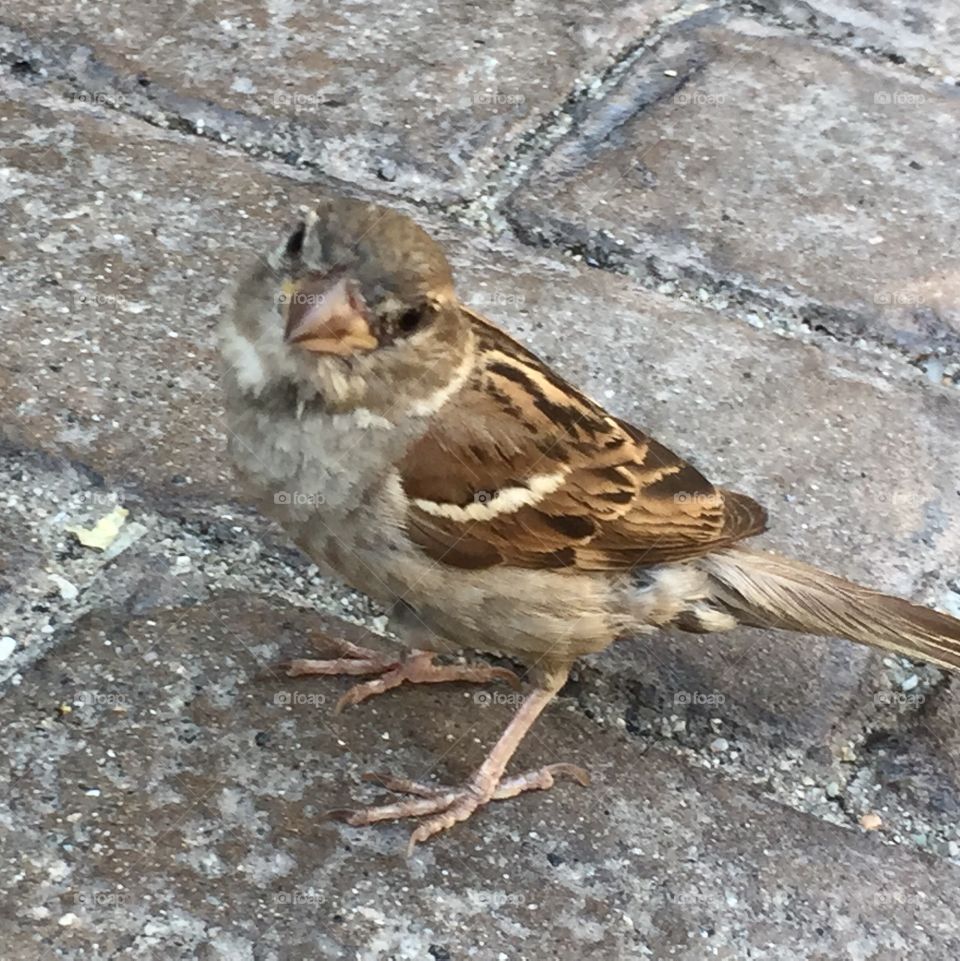 Sparrow 