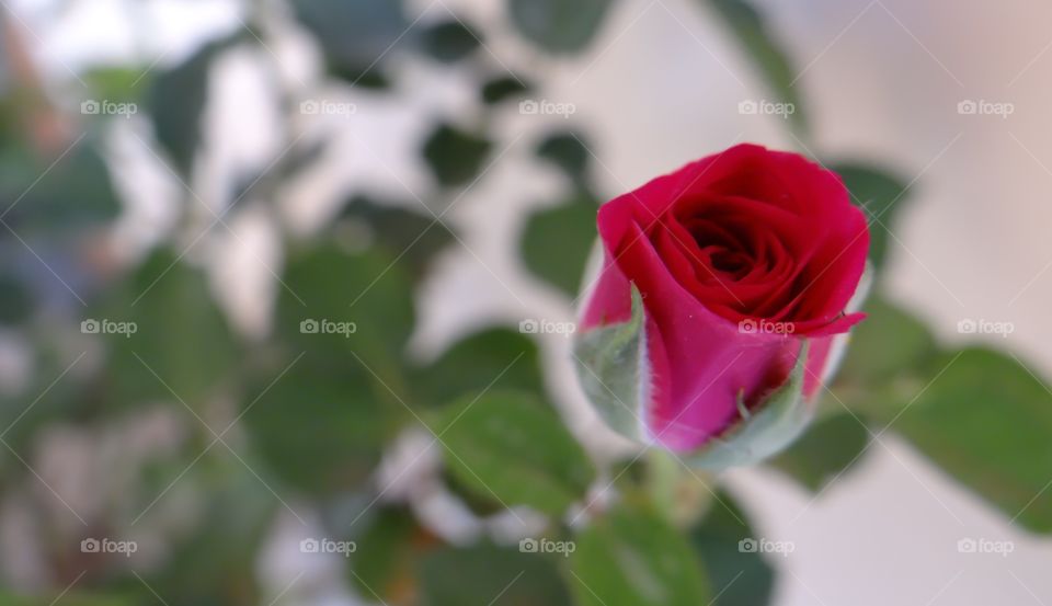 Symbol of love. Rose a symbol of love
