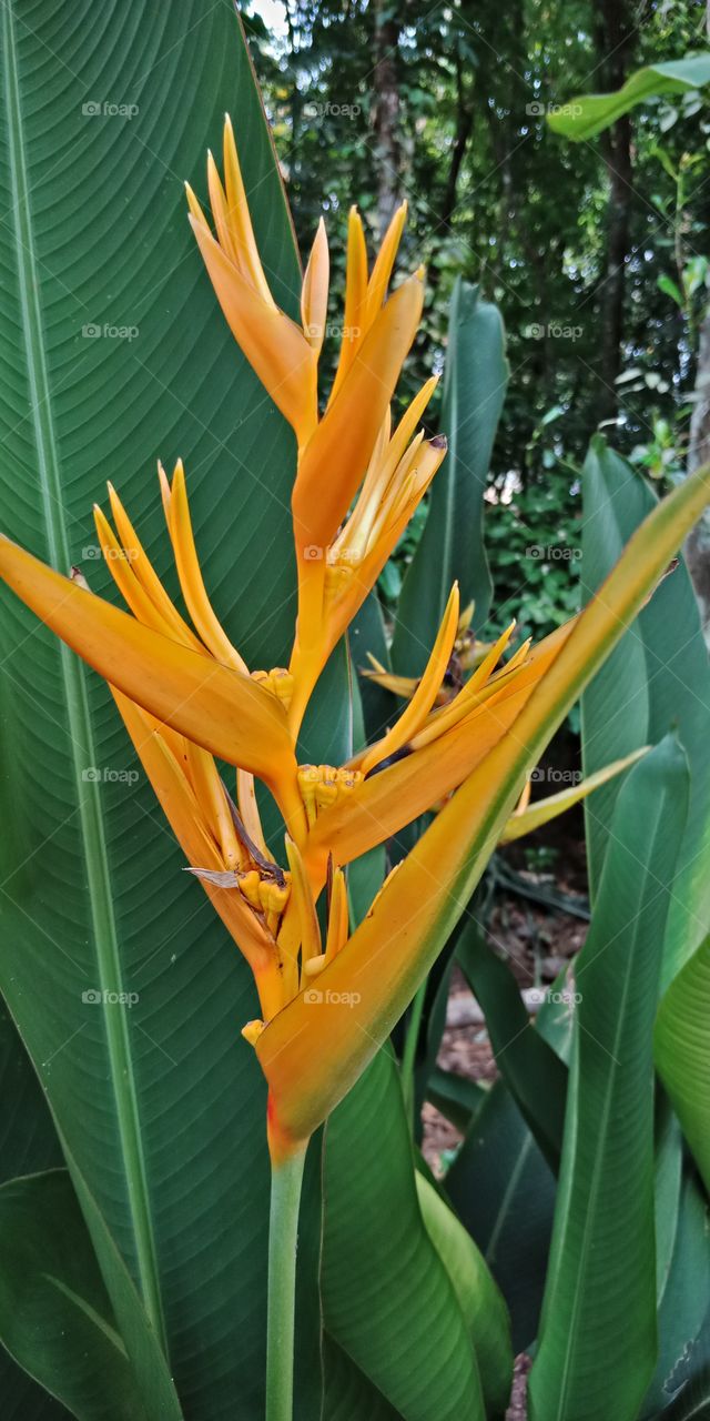 Orange colour flower
