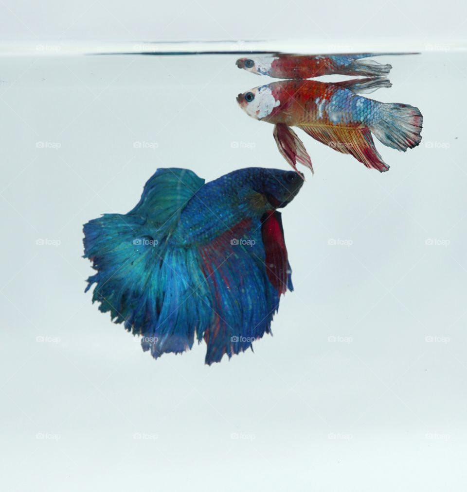 Betta