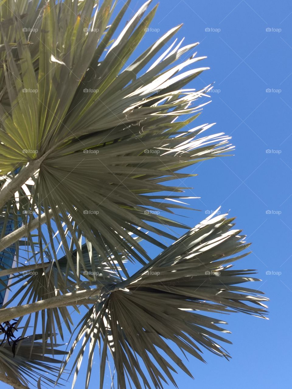 BLUE sky and palmtree